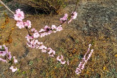 【镜头里】第1715号：朵朵花开迎春来（九）