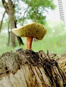 夏天随拍蘑菇