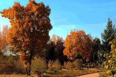 同心公园秋色（3）