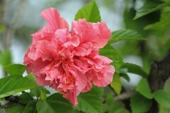 拍摄花卉一（868）