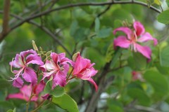 拍摄花卉一（868）