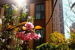 春天里小区盛开的花儿