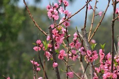 拍摄花卉一（1038）