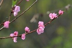 拍摄花卉一（1038）