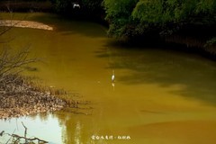 电白水东湾 · 红树林湿地