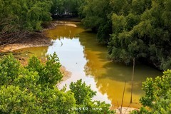 电白水东湾 · 红树林湿地