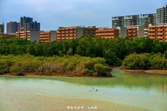 电白水东湾 · 红树林湿地
