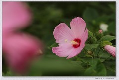 芙蓉葵花【丙午年-278】