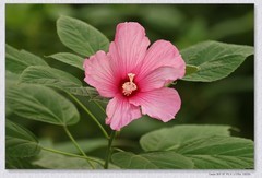 芙蓉葵花【丙午年-278】