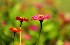 百日菊 (4)