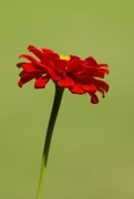 百日菊 (4)