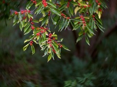 公园里的小红果