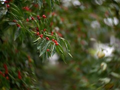 公园里的小红果