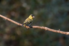 小黄雀（六十七）