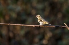 小黄雀（六十七）