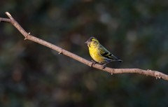 小黄雀（六十七）