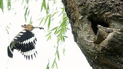 裕西戴胜