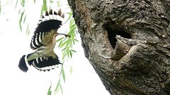 裕西戴胜