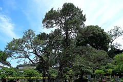 苍翠欲滴（苏州拙政园盆景园）二