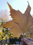 漫步星城 （954）书画院