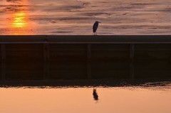 夕阳护城河即日掠影