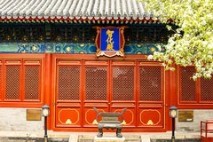 智华寺梨花之三（完）