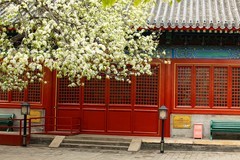 智华寺梨花之三（完）