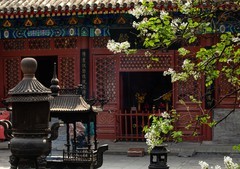 法源寺丁香花之一