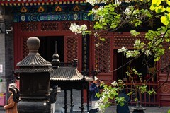 法源寺丁香花之一