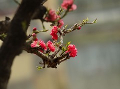 春花灿烂（10）