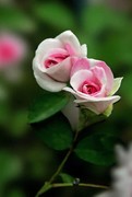 月季花艳