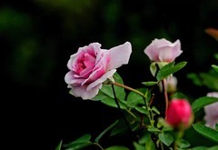 月季花艳