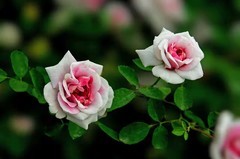月季花艳