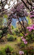 2026年- 西藏林芝高山杜鹃花-0317