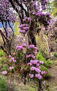 2026年- 西藏林芝高山杜鹃花-0317