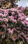 2026年- 西藏林芝高山杜鹃花-0317