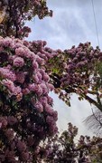 2026年- 西藏林芝高山杜鹃花-0319