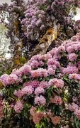 2026年- 西藏林芝高山杜鹃花-0319