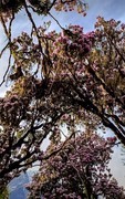 2026年- 西藏林芝高山杜鹃花-0319