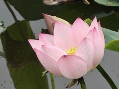 漂亮的荷花一38