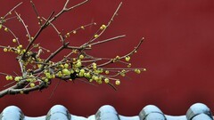 【视觉光影】梅花香自苦寒来（1）