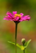 百日菊 (5)