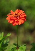 百日菊 (5)