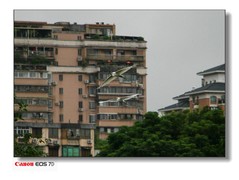 流花湖的鹭鸟-3。