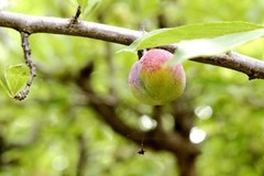 山李子