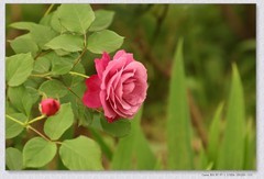 月季花【丙午年-280】
