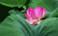 [26236] 流花湖的荷花（5）