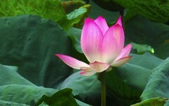 [26236] 流花湖的荷花（5）