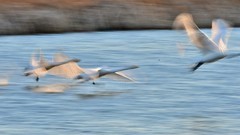 【视觉光影】美 丽 的 大 天 鹅 （30）