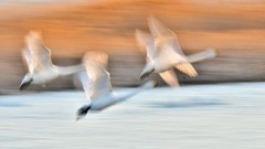 【视觉光影】美 丽 的 大 天 鹅 （30）